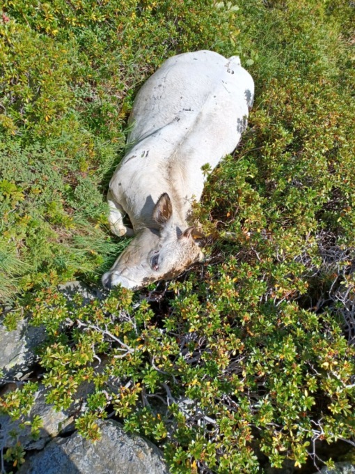 Parco naturale provinciale di Conca Cialancia, rinvenute 7 vacche morte