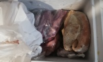 Scarse condizioni igieniche, sequestrati 600 chili di alimenti in macellaria