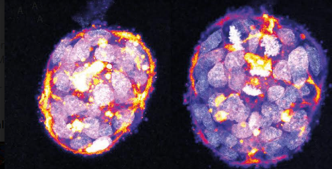 Ricerca sui tumori, premiata l’eccellenza torinese: finanziamento di 8 milioni dal Mur
