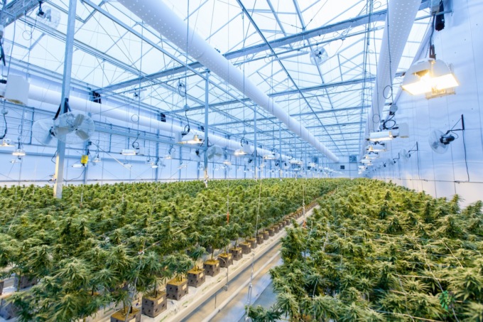 Come nel film “L’erba di Grace”: marijuana nella serra di un 63enne in difficoltà economica