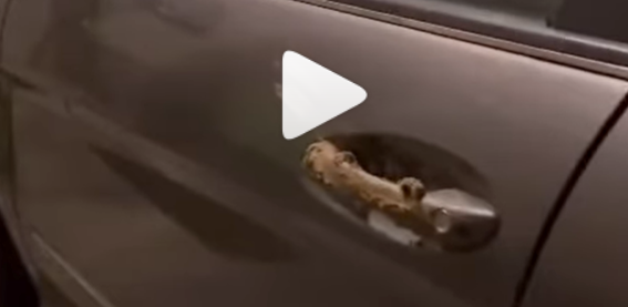 Maniglie delle macchine sporcate di feci in via Alfieri