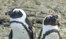 I pinguini si riconoscono dal timbro di voce