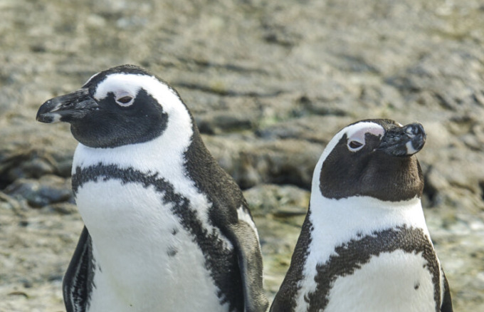 I pinguini si riconoscono dal timbro di voce