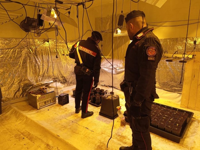 Una florida piantagione di marijuana dentro una serra: la scoperta in una cascina del Canavese