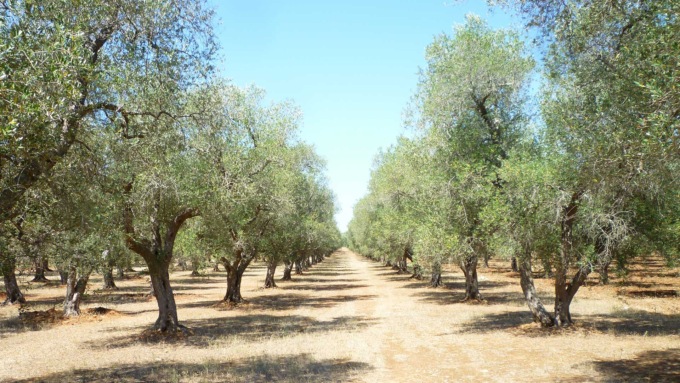 Il cambiamento climatico favorisce anche in Piemonte la coltivazione dell’ulivo