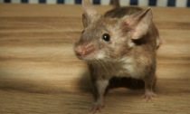 Trovati dei topi nella scuola dell'infanzia "Piccolo Principe" a La Loggia
