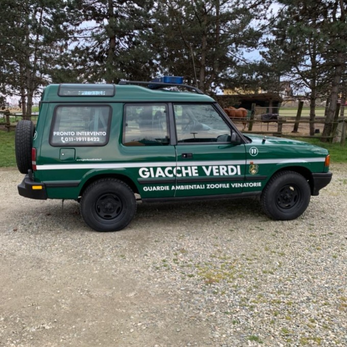Pecora finisce in strada e viene recuperata dalle guardie delle Giacche Verdi a Carmagnola
