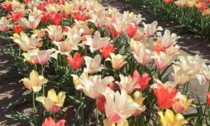 Piantati a Grugliasco duemila bulbi di tulipani