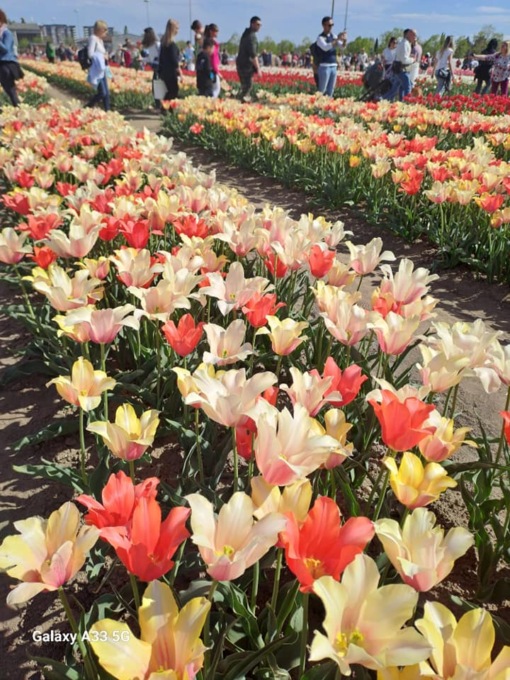 Piantati a Grugliasco duemila bulbi di tulipani