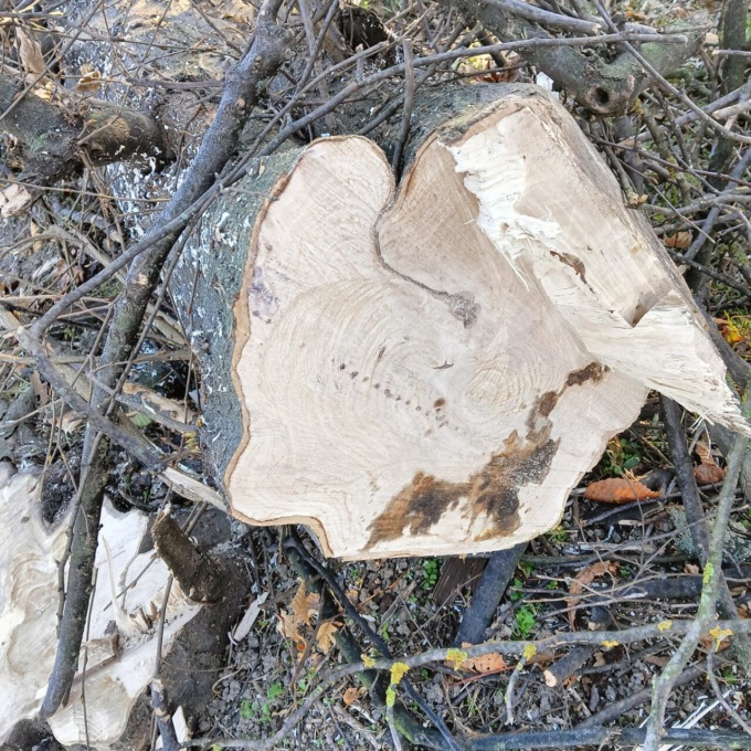 Abbattuti numerosi alberi nel Parco Berlinguer di Nichelino, è polemica