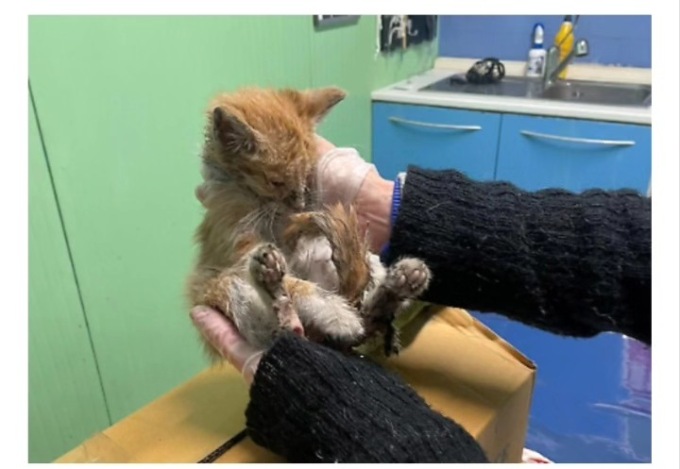 Ritrovati tre gattini dentro un bidone della spazzatura a Moncalieri