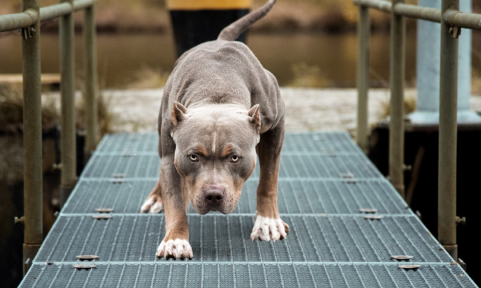 Pitbull aggredisce un altro cane e il suo proprietario in un’area verde a Trofarello