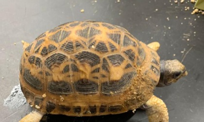 Sequestrato un rarissimo esemplare di tartaruga aracnoide a Nichelino