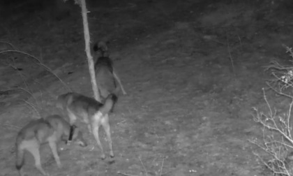 Godot è tornato nel branco di origine nelle Alpi Cozie: il lupo-cane è una minaccia alla conservazione della specie lupo?