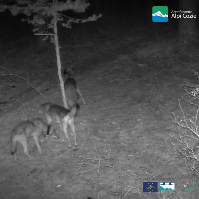 Godot è tornato nel branco di origine nelle Alpi Cozie: il lupo-cane è una minaccia alla conservazione della specie lupo?