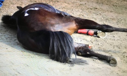 Abbattuto il cavallo che trainava una carrozza turistica coinvolta in un incidente