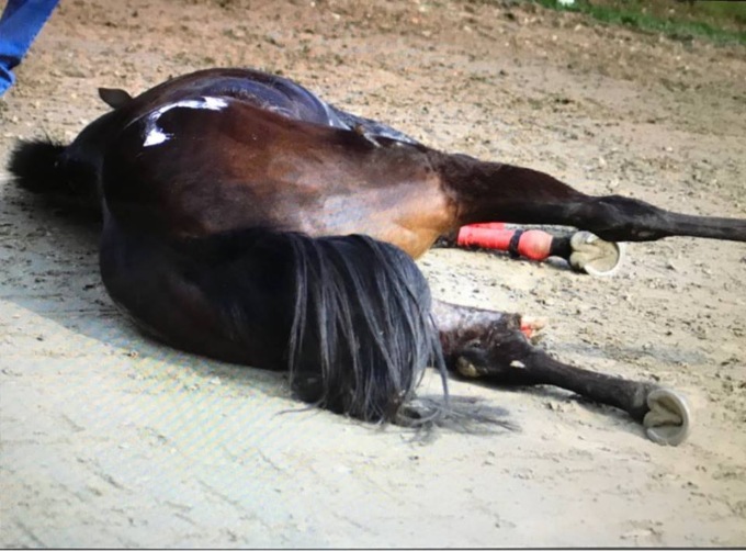 Abbattuto il cavallo che trainava una carrozza turistica coinvolta in un incidente
