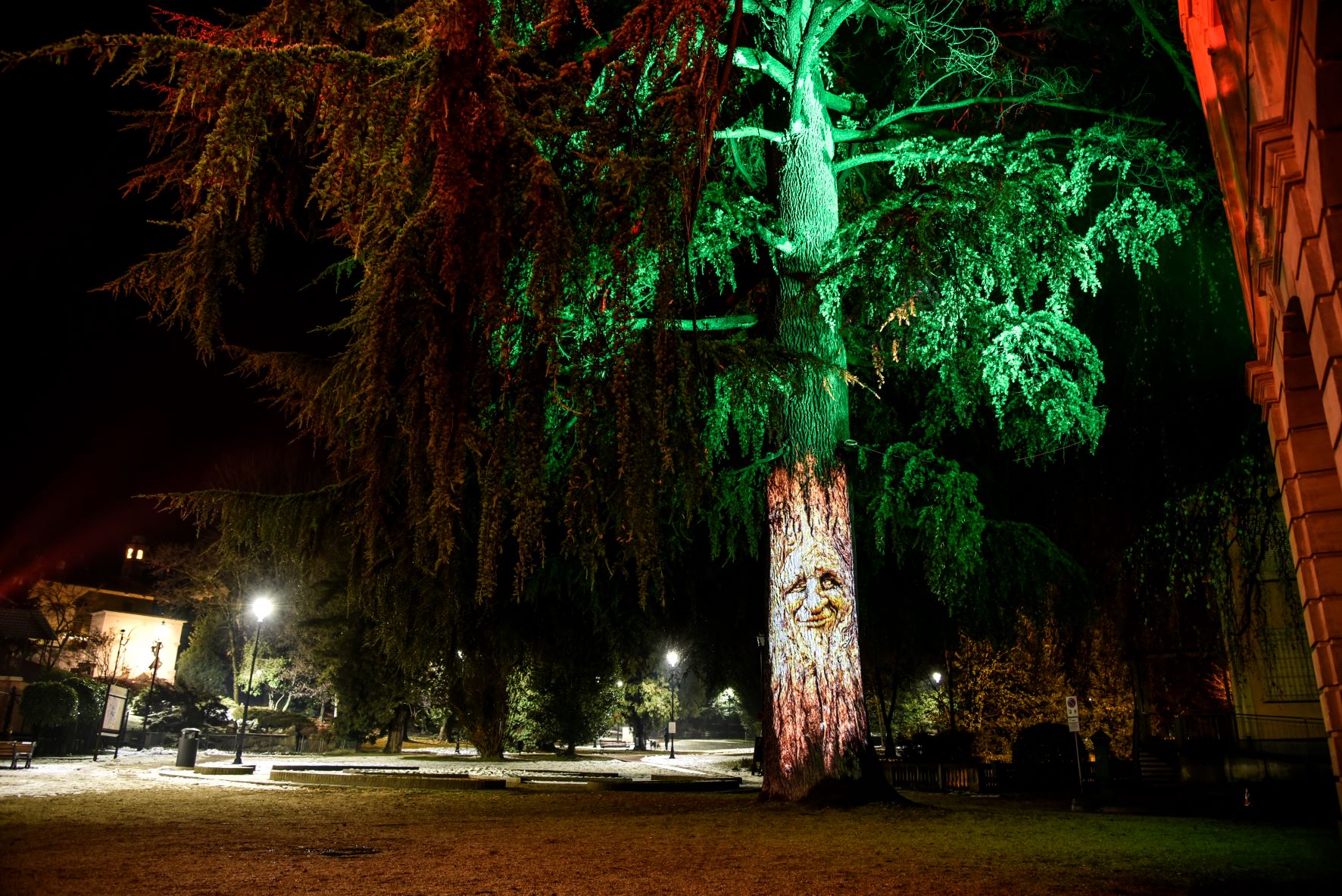 festival luci giaveno giaveno albero parlante Frondo R