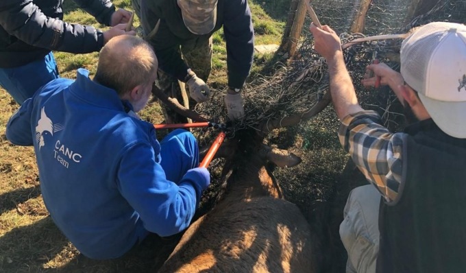 Le foto del cervo rimasto incastrato con la testa in una rete metallica