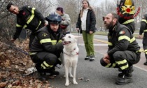Vedono una cagnolina in difficoltà lungo la sponda della Dora Riparia e chiedono aiuto ai pompieri