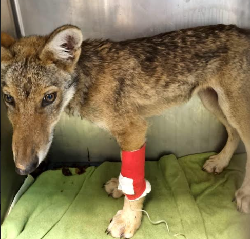 Nel 2023 recuperati 5mila animali selvatici in difficoltà nella Città Metropolitana di Torino
