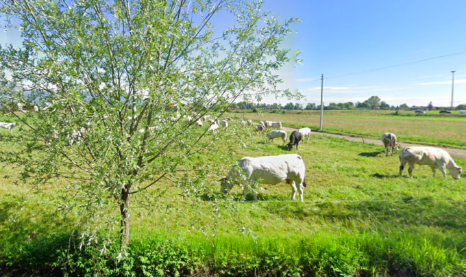 Lo strano caso dei 72 vitelli spariti nella notte di Capodanno