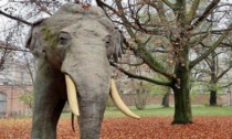 L'elefante Fritz annuncia la riapertura del Museo Regionale di Scienze Naturali