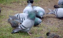 Torino dichiara guerra ai piccioni: in casi speciali sarà consentito abbatterli