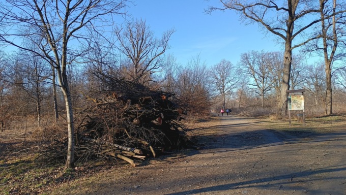 Proseguono i lavori di abbattimento alberi in tutta Nichelino