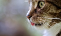 17 febbraio 2024, Festa del Gatto: mandateci le foto dei vostri amici felini
