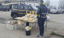 Vendeva mimose senza autorizzazione: nei guai un cittadino di Chivasso