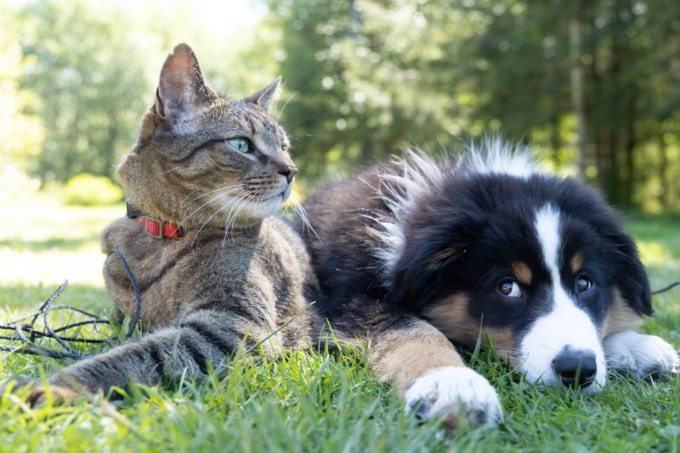 Amici a quattro zampe: cosa succede in Piemonte dopo l’approvazione in Consiglio Regionale del nuovo testo unico sul benessere animale