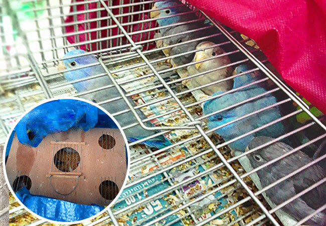 Da Torino al porto di Genova: 37 volatili stipati sotto il sedile di un’auto che stava per imbarcarsi per il Marocco