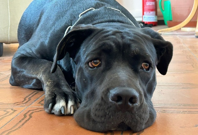 Maltrattata dal padrone e salvata dai poliziotti: cagnolina corsa cerca una nuova famiglia