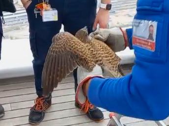 “Pronto Canc? C’è un gheppio nel grattacielo della Regione”: l’intervento del Centro animali non convenzionali per liberare l’animale