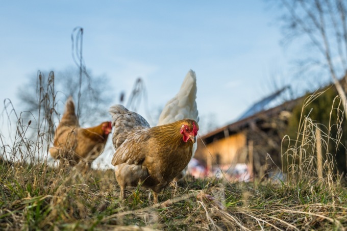 UniTo firma una nuova partnership internazionale per potenziare la ricerca sulle malattie infettive e il benessere animale