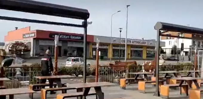 Due mucche e un vitellino invadono un McDonald’s a Quaregna Cerreto