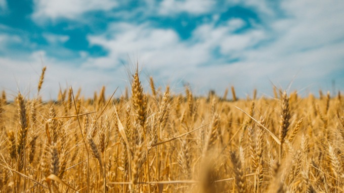 Il 21 aprile Rivoli celebra la Giornata della Terra con un evento in città dedicato alla storia del grano