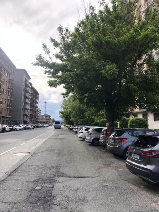 Cittadini di Collegno sul piede contro i lavori di abbattimento degli ‘aceri negundi’ in via De Amicis