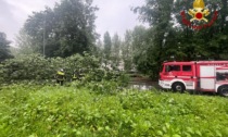 Intervento dei pompieri a Nichelino: una quercia rossa si è schiantata al suolo