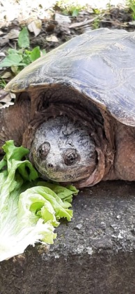 Tartaruga azzannatrice recuperata dal CANC in un maneggio a Gassino Torinese