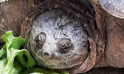 Tartaruga azzannatrice recuperata dal CANC in un maneggio a Gassino Torinese