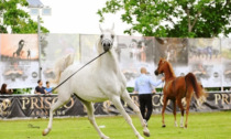 CS Arabians Horse Show a Carmagnola un evento esclusivo dedicato al cavallo purosangue arabo
