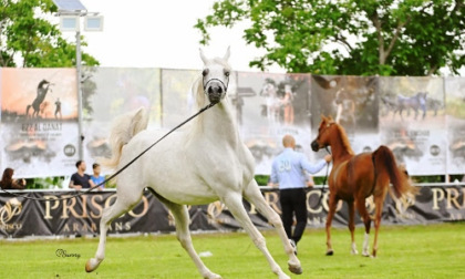 CS Arabians Horse Show a Carmagnola un evento esclusivo dedicato al cavallo purosangue arabo