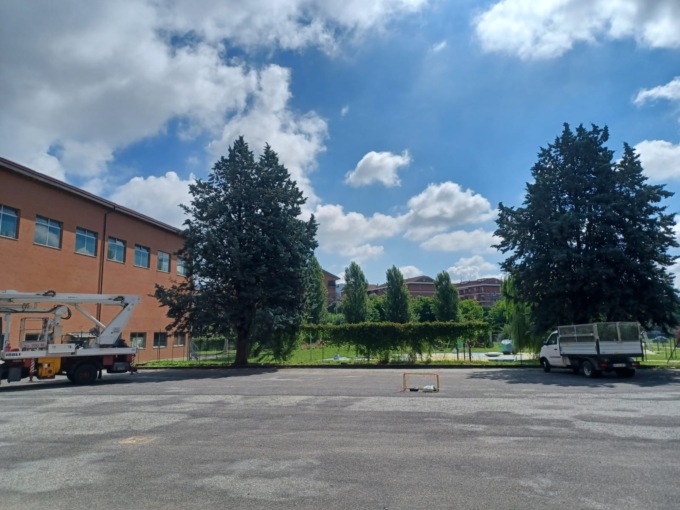 Polemica a Moncalieri per l’abbattimento di 8 alberi in via Vignotto