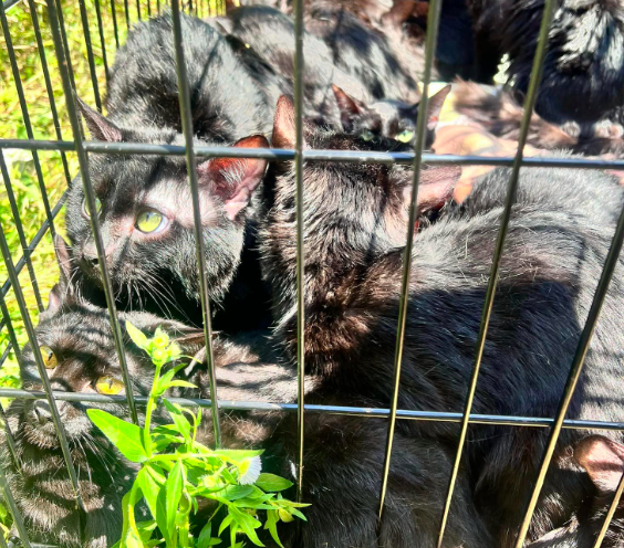 Gattini abbandonati sulle rive del Sangone, l’assessore Verzola: “Azione vergognosa”