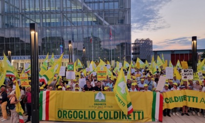 "Basta cinghiali": agricoltori esasperati davanti alla Regione