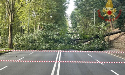 Albero cade improvvisamente in corso Moncalieri 