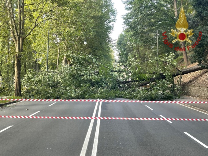 Albero cade improvvisamente in corso Moncalieri 