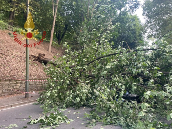 Siccità e piogge torrenziali: perché a Torino stanno scomparendo gli alberi